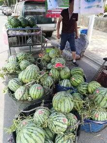 成县网红吃瓜事件,揭秘网络舆论背后的真相与反思